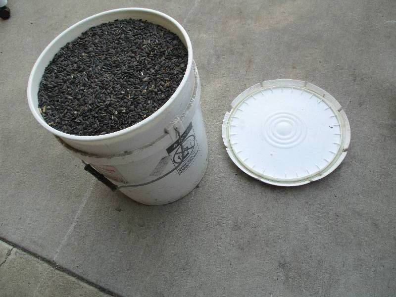 lot 106 image: 5 gallon pail of black oil sunflowe...