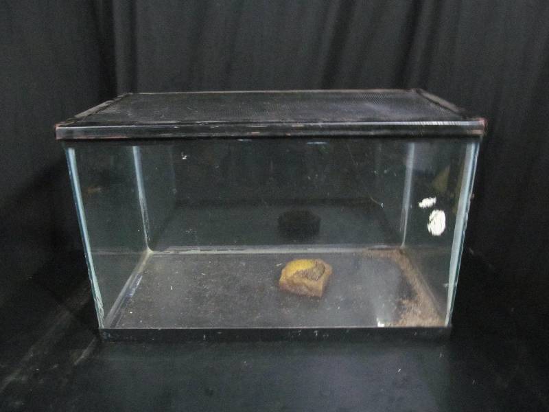 Fish Tank