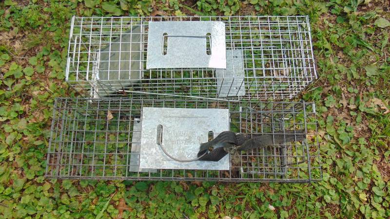 lot 20 image: Live Traps
