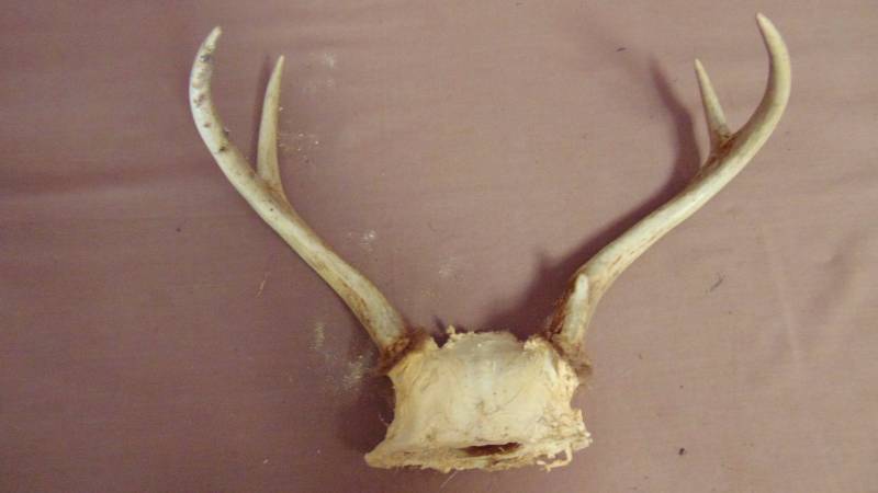 lot 248 image: Antlers