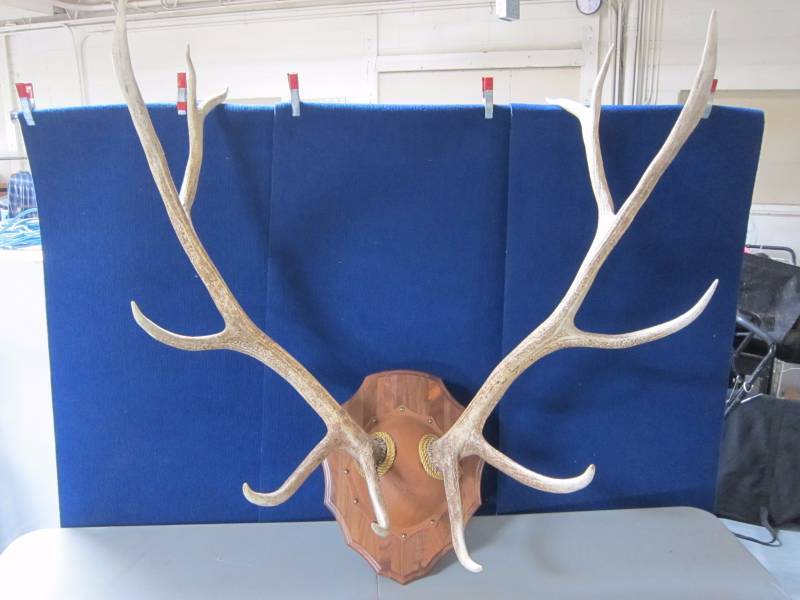 lot 1 image: Elk Antler Mount