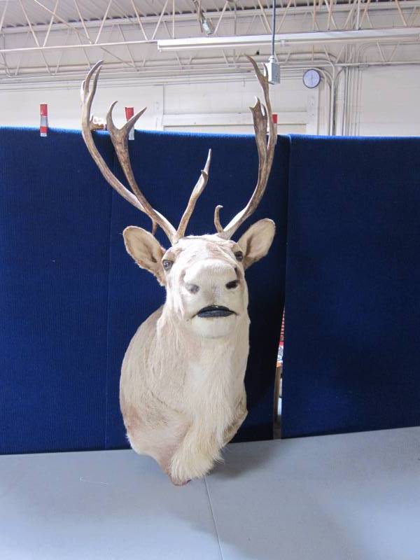 lot 2 image: Caribou Mount