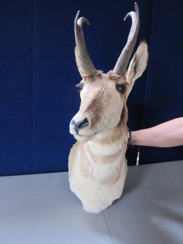 lot 3 image: Pronghorn Mount