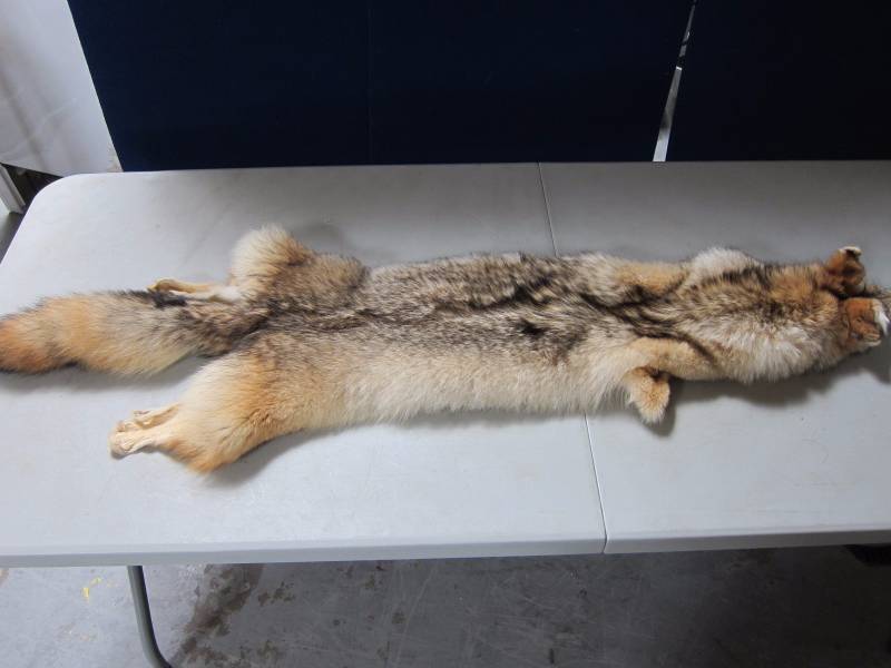 lot 5 image: Coyote Pelt