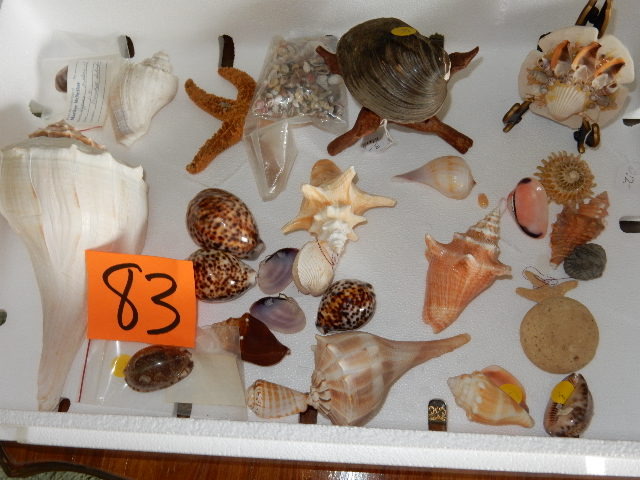 lot 83 image: Misc. Shells as pictured