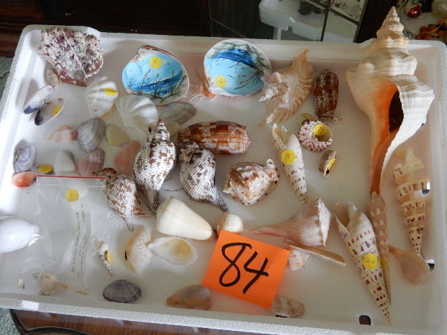 lot 84 image: Misc. Shells as pictured