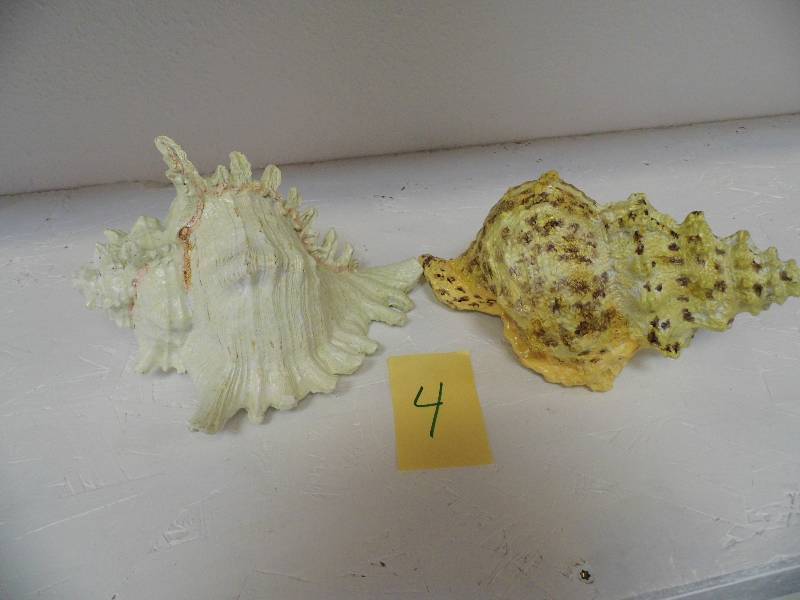 2 Large Boxes of Resing Shells