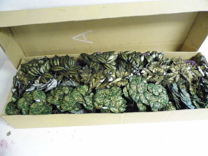 6 Cases of 12 Each - Green Foliage