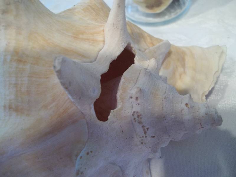 Shell Themed Home Decor
