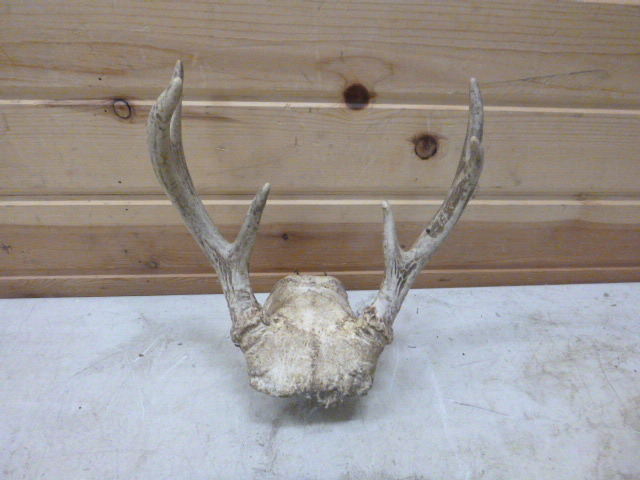 lot 147 image: 6 Point Antler Rack