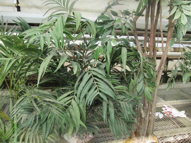 3 Fake PlantsTrees