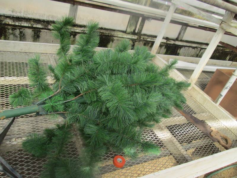 Christmas Tree and Wood Crates
