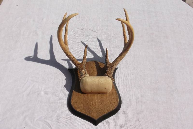 Deer Rack