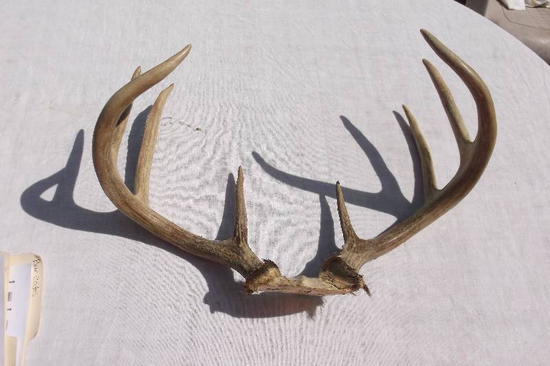 Deer Rack