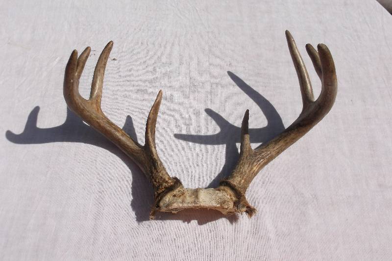 Deer Rack