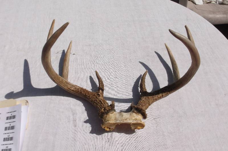Deer Rack