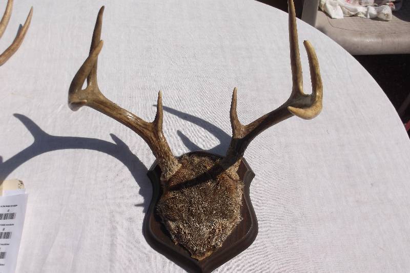 Deer Rack