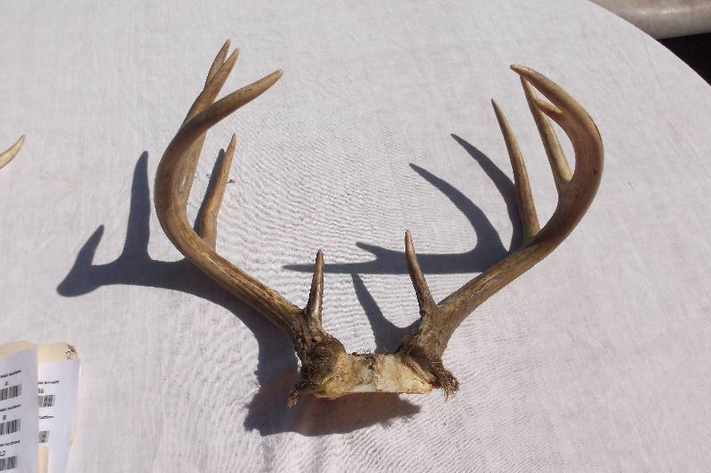 Deer Rack