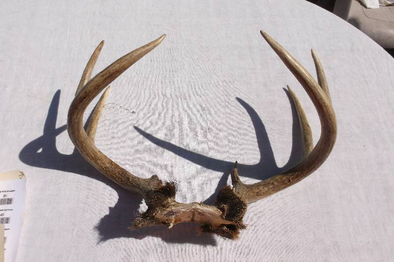 Deer Rack