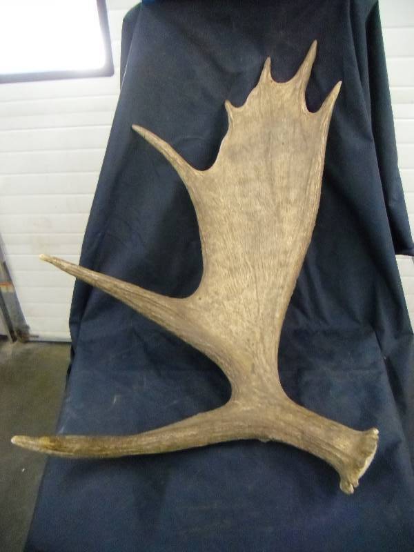 Antler