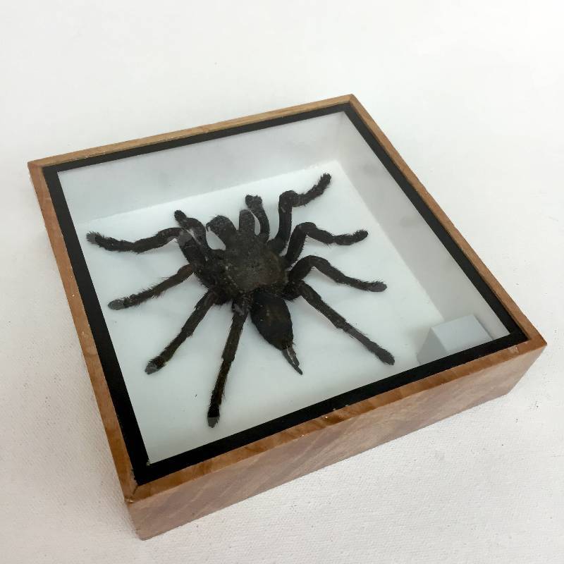 lot 4 image: Giant taxidermy bird eating tarantula spider in burl-wood  box with glass front