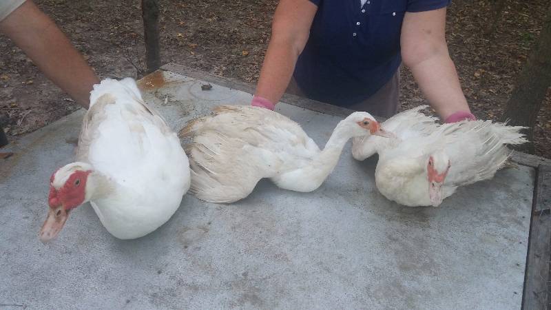 Muscovy Ducks