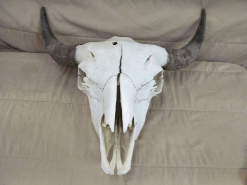 Skull