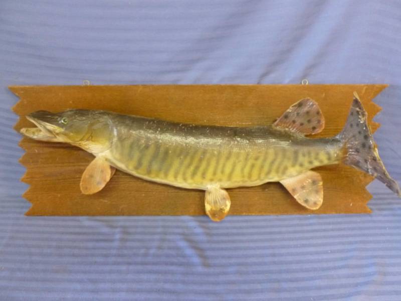 lot 203 image: Vintage Fish Mount