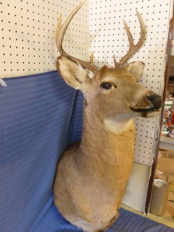 lot 274 image: Deer Mount