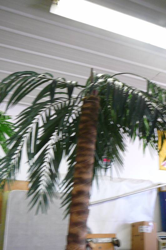 lot 14 image: Palm Trees 2 Count 2