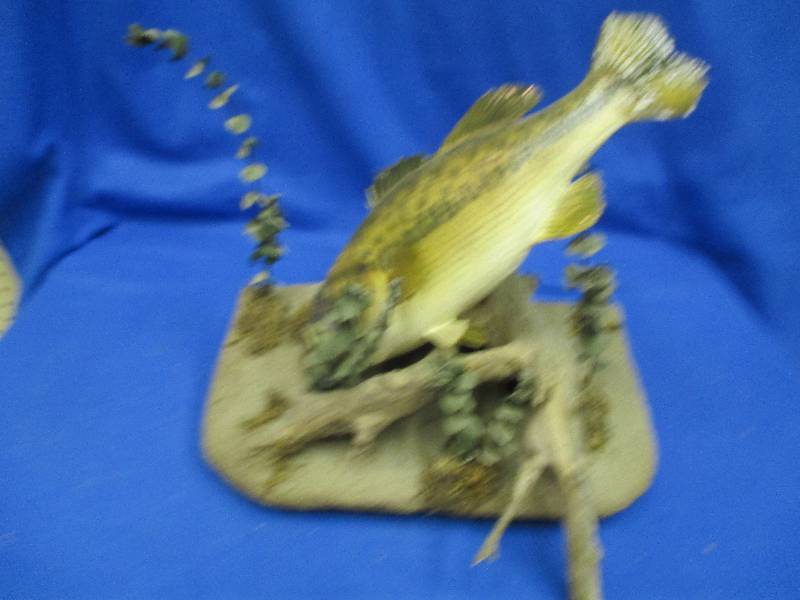 Mounted large mouth bass, nicle mou...