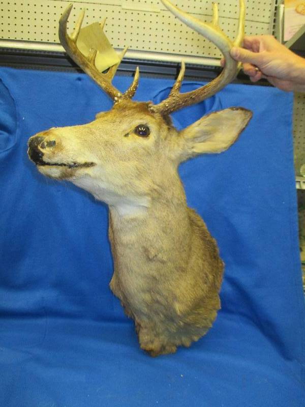 Mounted Buck deer, came from Ely MN...