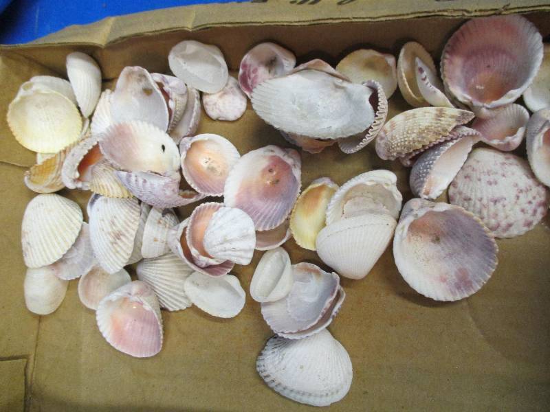 About 100 sea shells, many differen...
