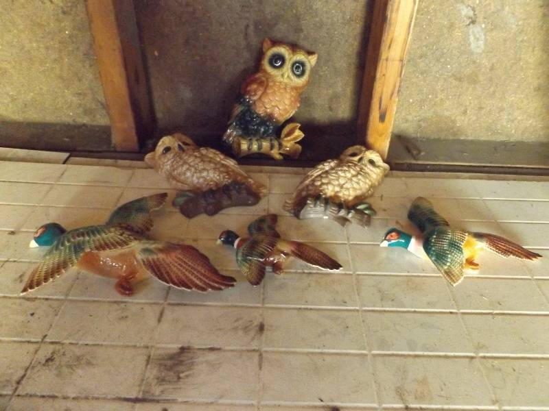 Owls and Phesant