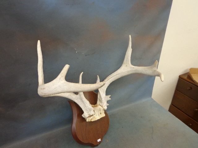 Antlers