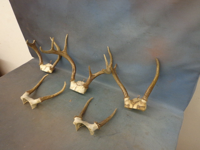 Antlers