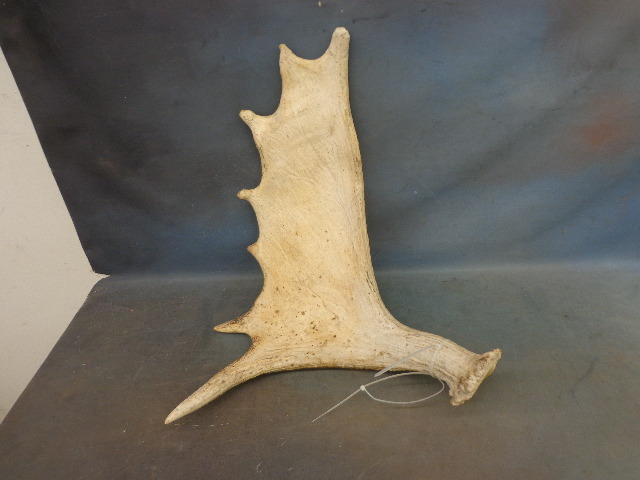 Antlers