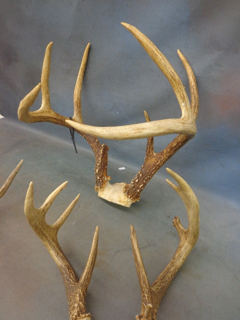Antlers
