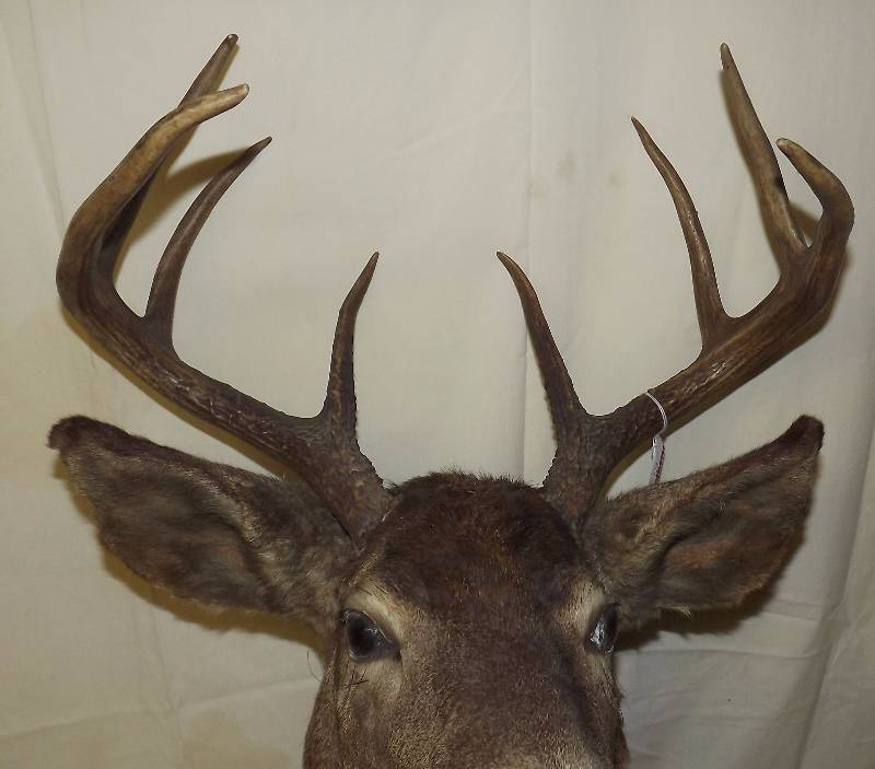 lot 16 image: 8 Point Deer Head Mounted