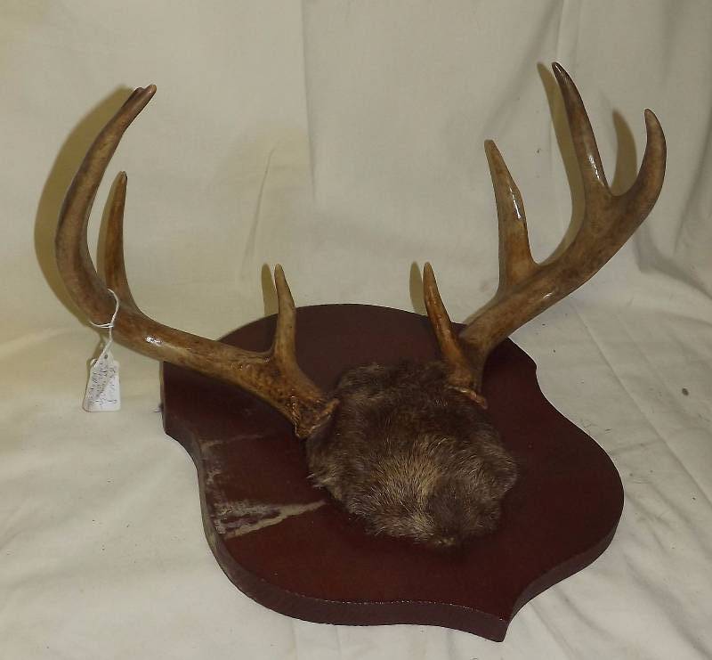 lot 18 image: 8 Point Deer Rack On Plaque