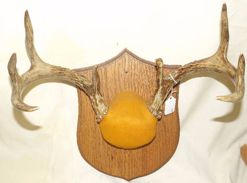 lot 31 image: 8 Point Deer Rack Mount Orange Pad