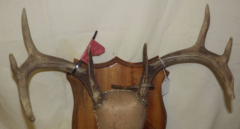 lot 30 image: 8 Point Deer Rack On Plaque
