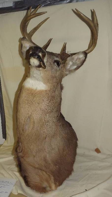 lot 2 image: 10 Point Buck Mounted Head Taxidermy