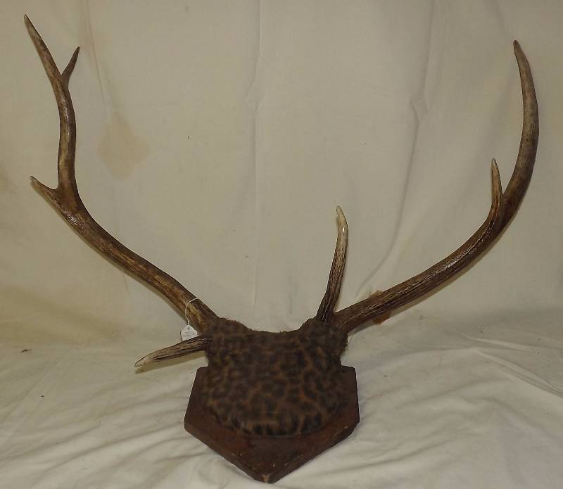 lot 17 image: Elk Horn Rack Mount Unusual