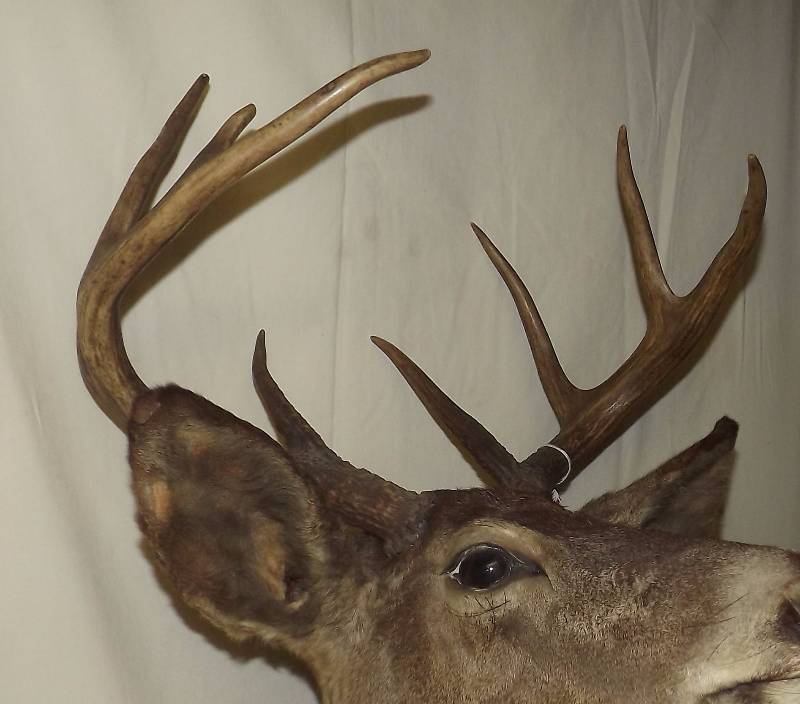 lot 15 image: 9 Point Buck Deer Head Mount