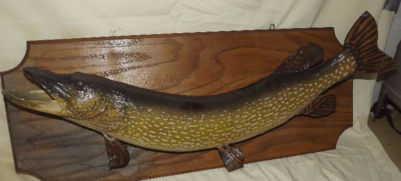 Northern Mounted Fish 15#