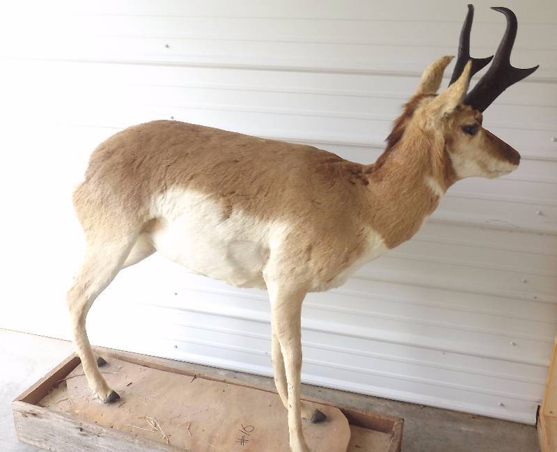 Full Sized Antelope Mount