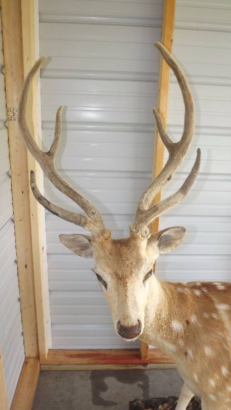 Full Sized Fallow Deer In Velvet