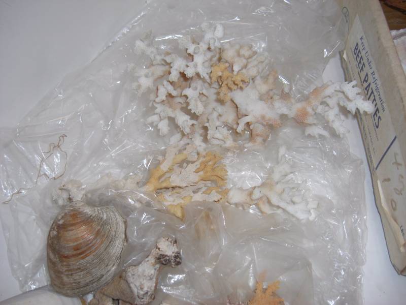 Beautiful Sea Shells - Collection of Sea Shells and Coral