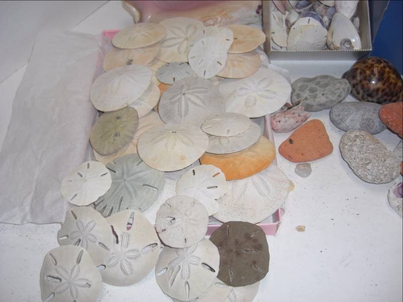 Sand Dollar & Sea Shell Collection